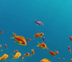 Poissons qui frayent